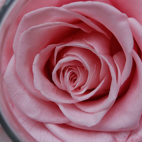 roliys long-lasting display with minimal care for years