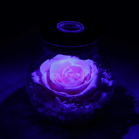 roliys close-up of natural fluff on the rose surface