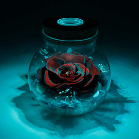 roliys preserved rose mood light bottle burgundy rose decor enhancement