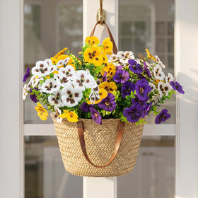 Rowfad outdoor pansy flowers along pathway with lifelike blooms