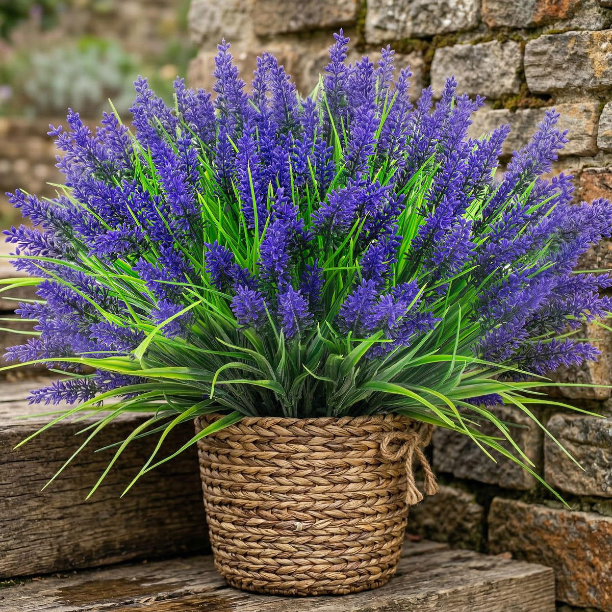 Rowfad outdoor lavender bundles elevate patios and paths with vibrant purple accents