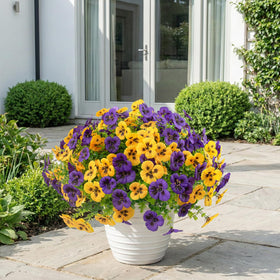 Rowfad pansy hanging planter border adds color with UV-resistant silk petals.