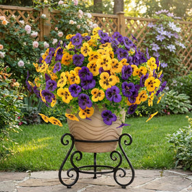 Rowfad pansy yard pathway accents create welcoming ambiance with no watering.