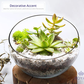 Royal Imports bubble bowl highlighting succulents and terrariums with crystal-clear visibility