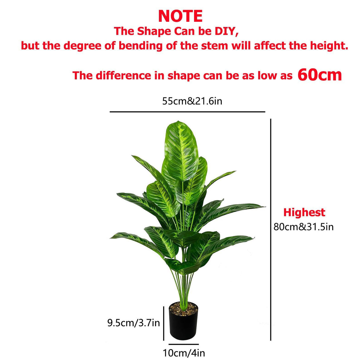 Rozwkeo banana tree in pot side view reveals full canopy for stylish spaces