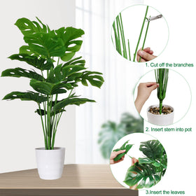 SAJANDAS Monstera plant side view highlights lush leaves for office ambiance