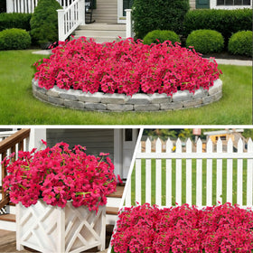 Satefello bright fuchsia blooms ideal for front porches and entries.