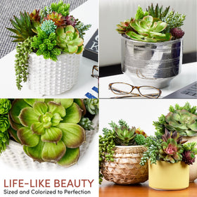 SEEKO Succulents string of pearls provides compact elegance for shelves or centerpieces.
