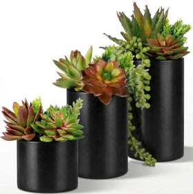 SEEKO Succulents three-pack in ceramic pots for modern, low-maintenance decor.