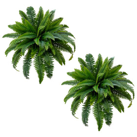 Senjie Boston fern 32inch dense bush for lush outdoor decor