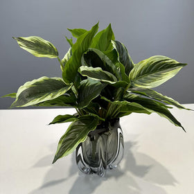 Shirfloral versatile decor for indoor and outdoor spaces.