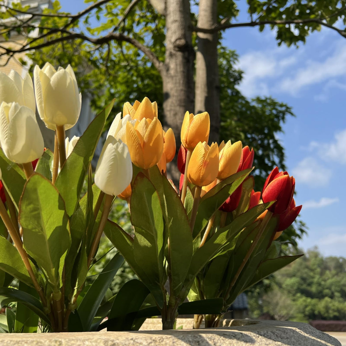 Shyshining tulips outdoor pack 05 fits most planters with 12 inches height.