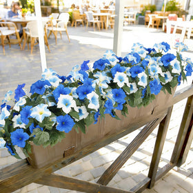 SIECCY petunias blue-white 6-bundle display for versatile setups