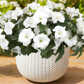 SIECCY artificial white petunias for outdoor use, six-bundle display.
