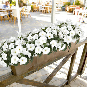 Patio container with SIECCY white petunias, low maintenance.