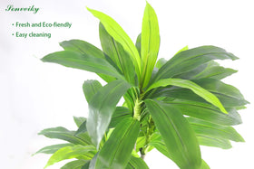 Unboxed Sonvviky Dracaena tree ready for display.