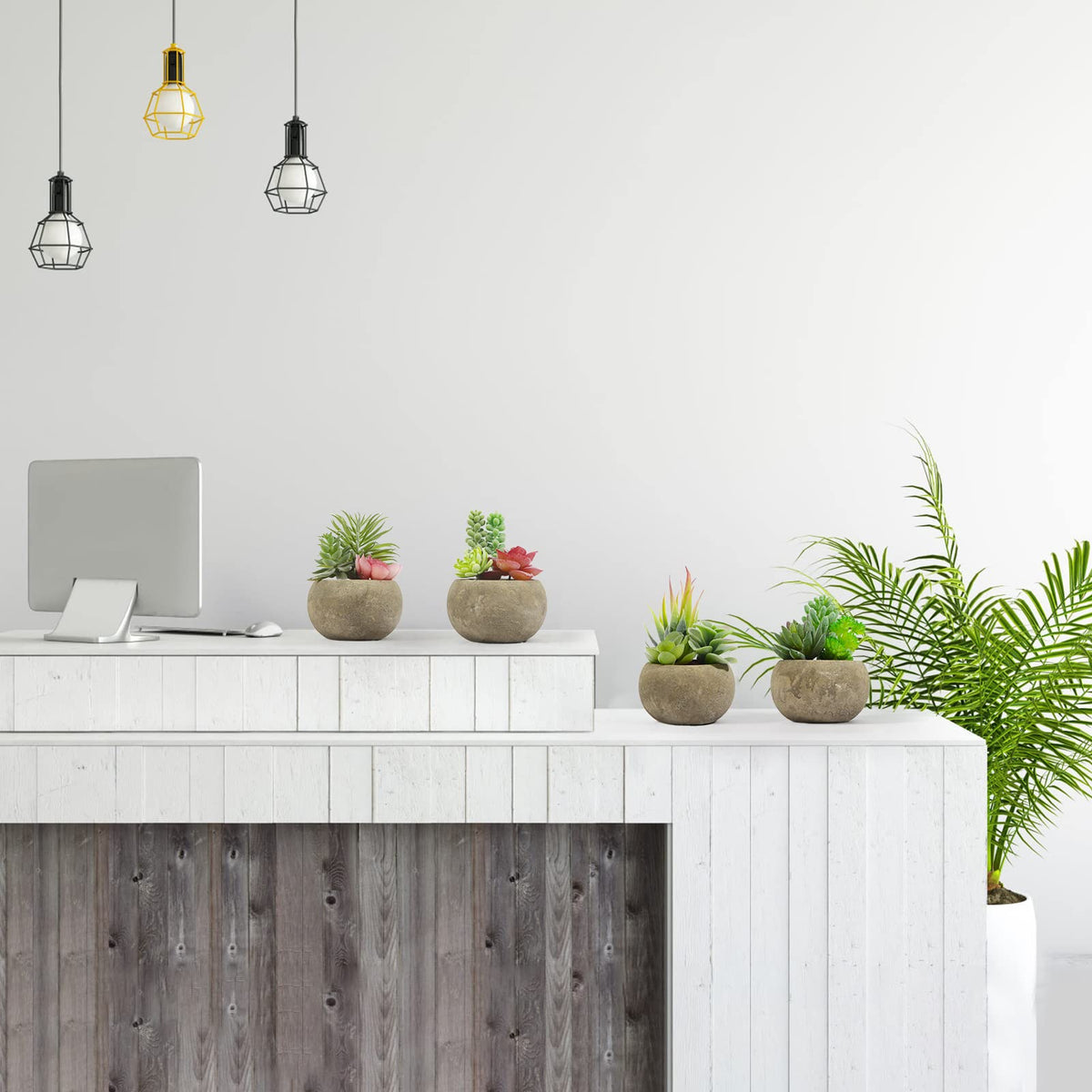 SPEPLA gift-ready succulents deliver charming decor out of the box.