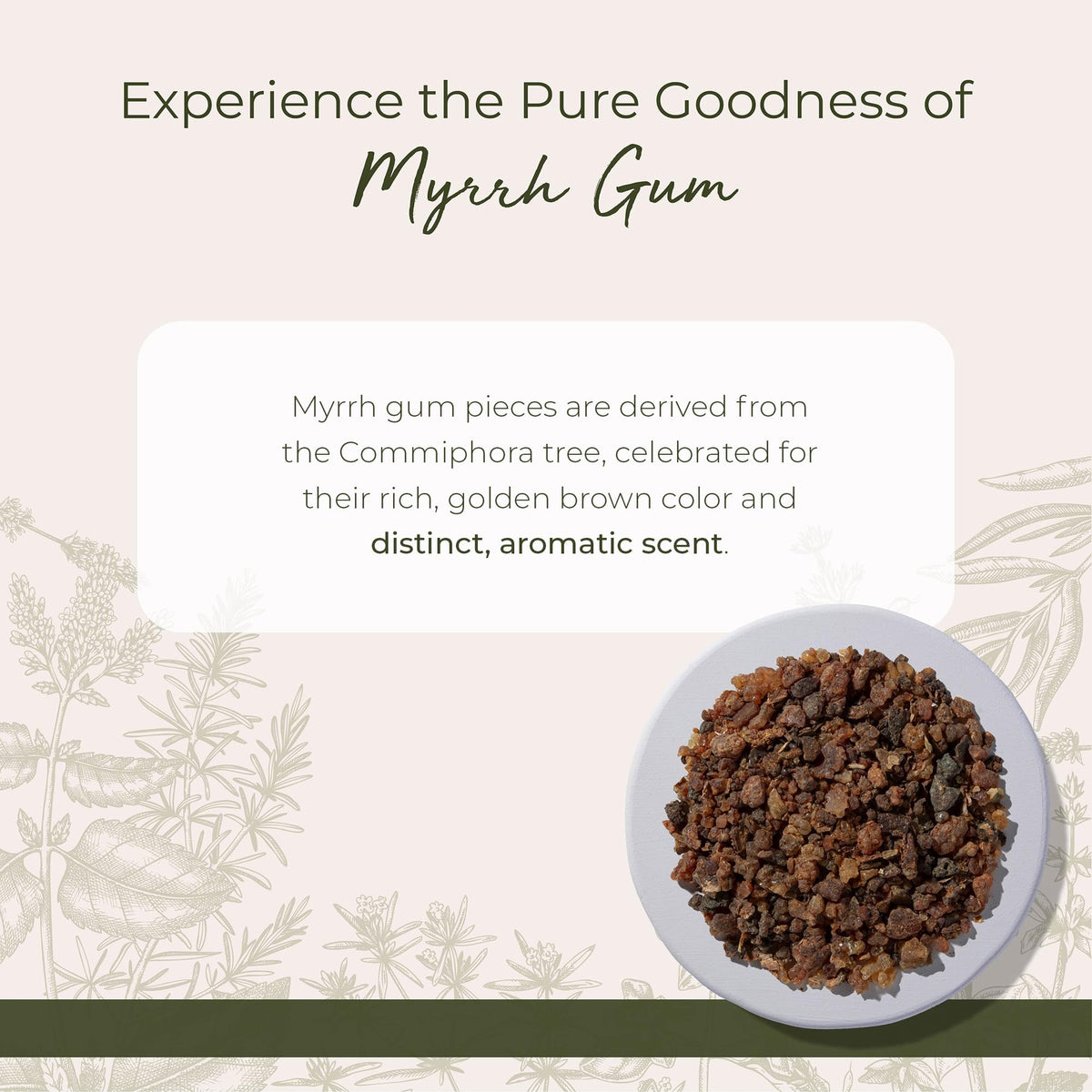 Starwest Botanicals Myrrh gum pieces closeup highlighting natural texture for blends.