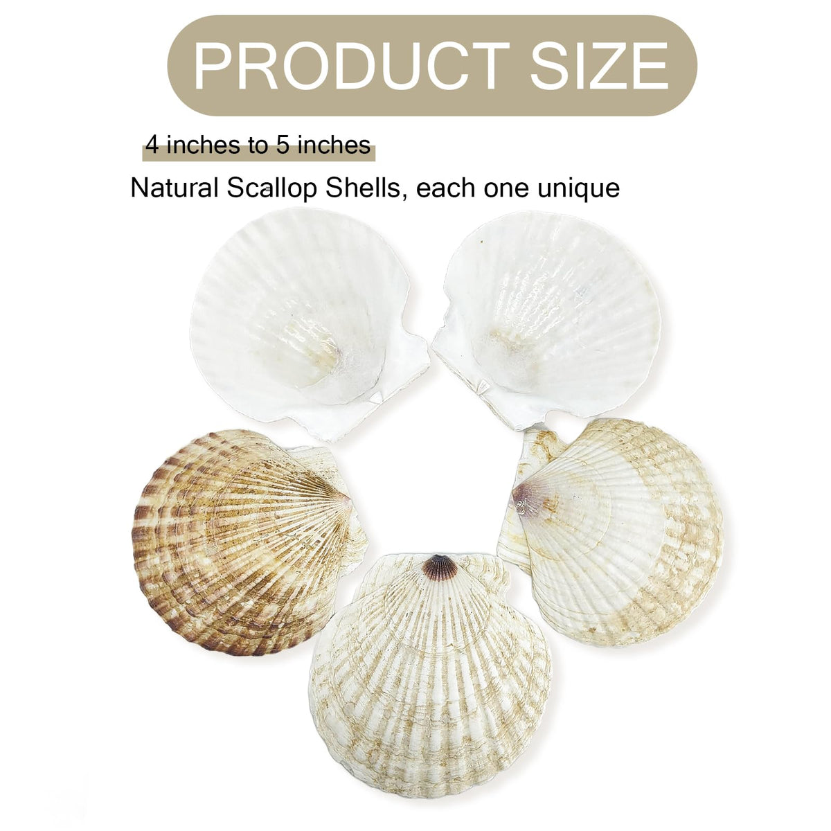 Stonechic bulk shells ready for painting and coastal home decor projects.