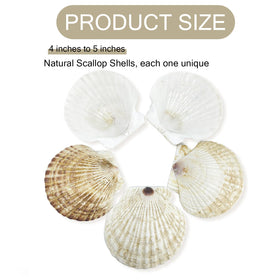 Stonechic bulk shells ready for painting and coastal home decor projects.