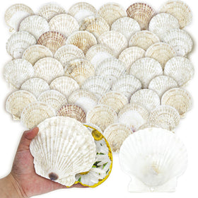 Stonechic 4-5 inch scallop shells in natural white for decoupage and crafts.