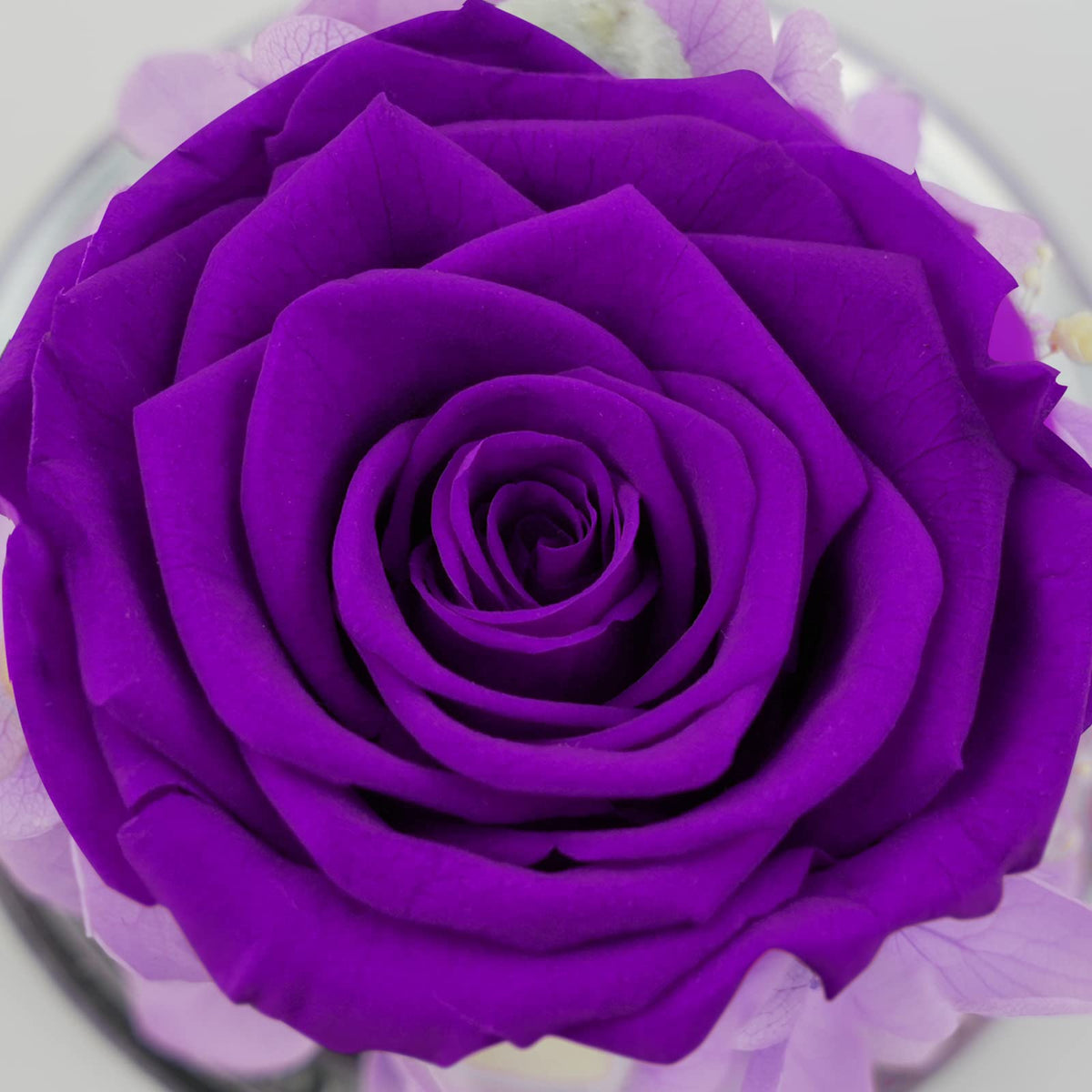 Sunia angel-rose keepsake for birthdays and Mother's Day