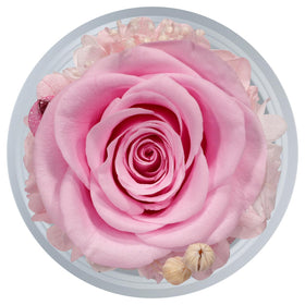 Sunia preserved rose retains color and beauty for home display.