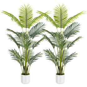 Suntee palm with white planter suitable for indoor use and sheltered outdoor spaces.