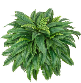 Tasruwat Boston Fern with 100 fronds creates lush, maintenance-free outdoor greenery.