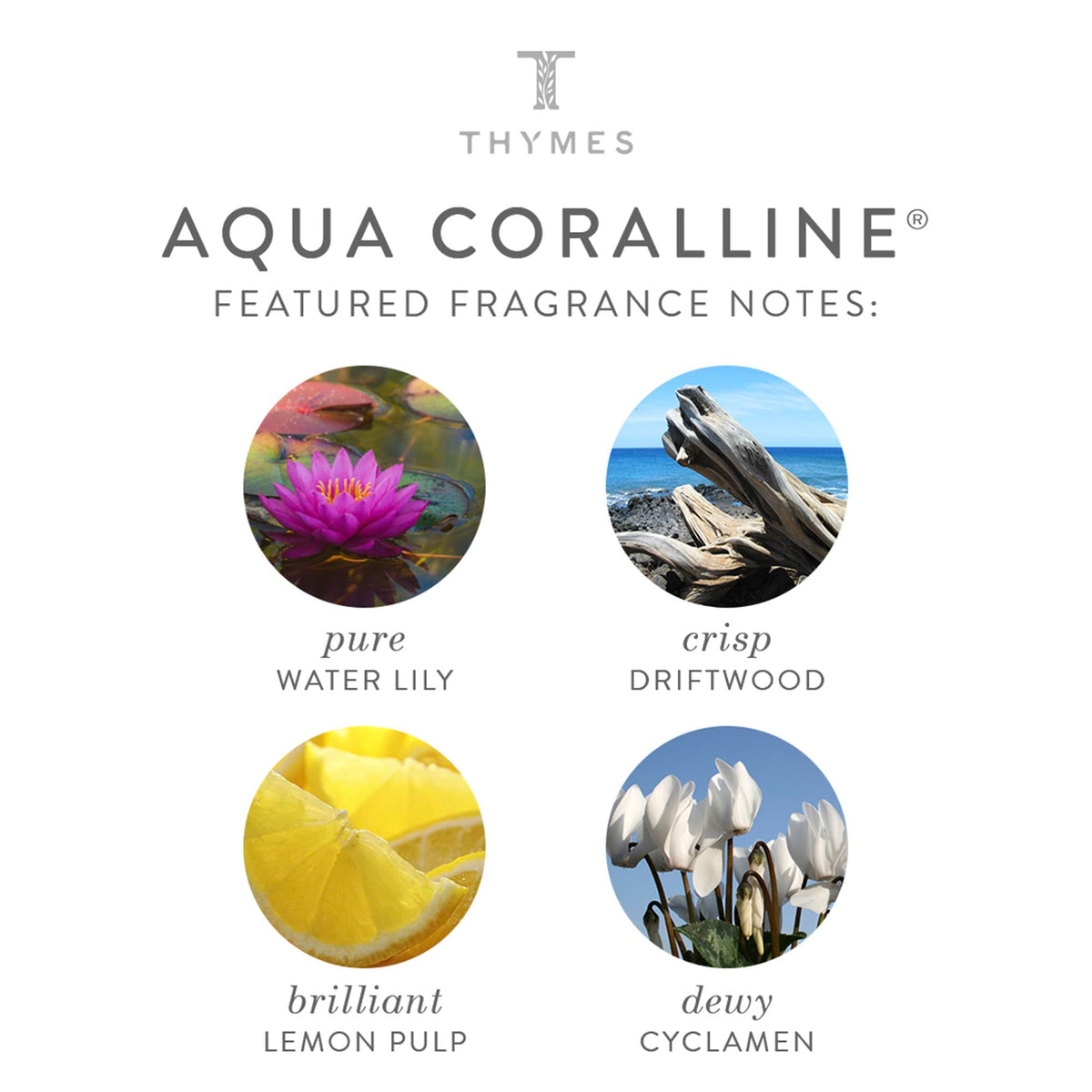 Aqua Coralline close-up notes water lily and driftwood evoke seaside calm.