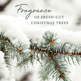 Thymes Frasier Fir cedarwood sandalwood notes create warm scent in space