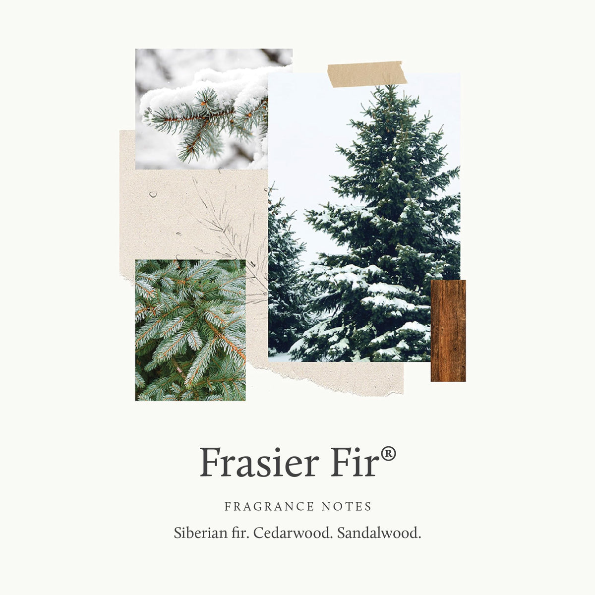 Fragrance oil bottle highlighting crisp Siberian fir notes and cedar warmth.