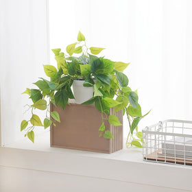 Tiita indoor-outdoor faux plant adds life to any area