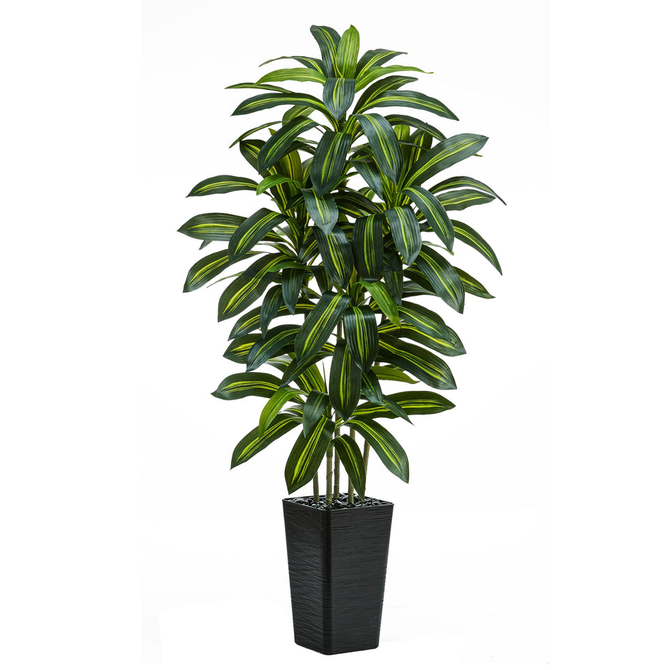 TNGGNT 5ft dracaena tree in full height for elegant room accents.