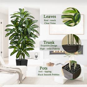 TNGGNT dracaena tree black planter provides sturdy indoor display.