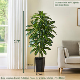 TNGGNT dracaena tree leaves close-up showing realistic texture and color depth.