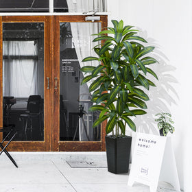 TNGGNT dracaena tree outdoor-ready for patios and balconies.