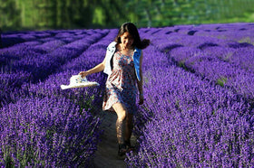 TooGet dried lavender close-up highlighting vibrant color and fragrance.