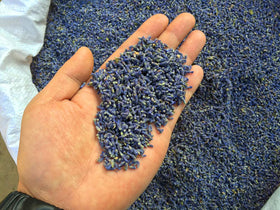 TooGet lavender buds dried close-up for showpiece decor and aroma.