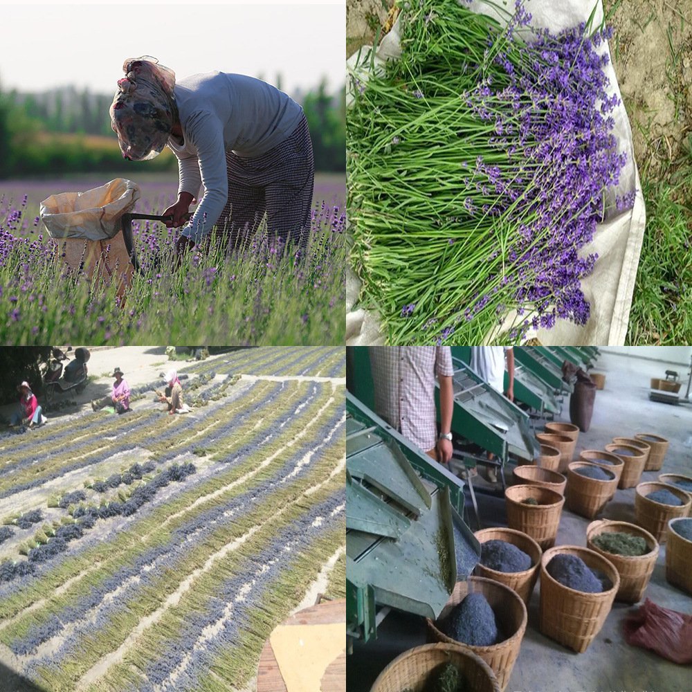 TooGet lavender buds for sachets and décor in drawers.