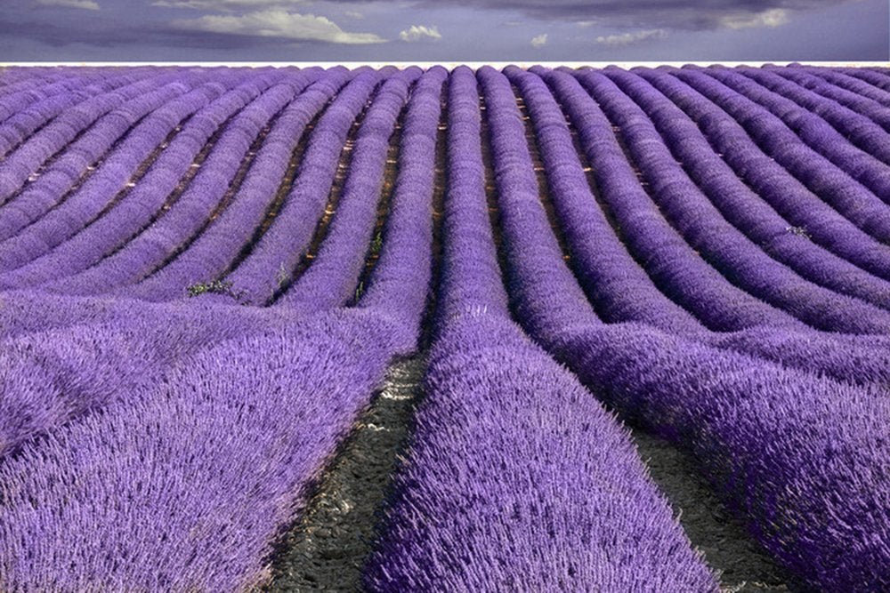 TooGet wedding lavender accents for elegant event decor.