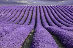 TooGet wedding lavender accents for elegant event decor.