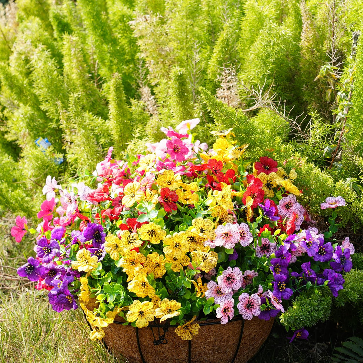 Trytuny outdoor flowers ideal for patios and garden paths