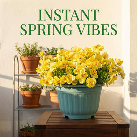 Trytuny weather-resistant blooms for porch decorations and window boxes.