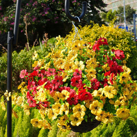 Trytuny window box arrangements brighten indoor or outdoor spaces.
