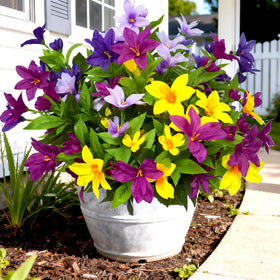 TSTWETO azalea bundles for outdoor flowers brighten porches with lasting color.