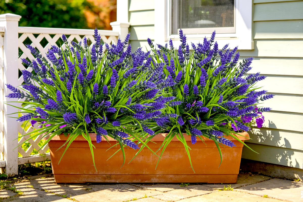 TSTWETO lavender flowers suitable for window boxes and borders.