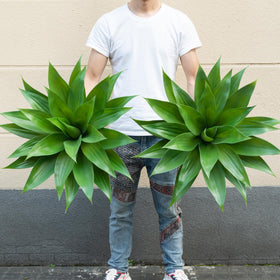 Ttranewsoo artificial agave plant 2-pack—lifelike leaves for durable outdoor decor.