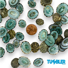 Tumbler Home shells provide color and texture for DIY projects.