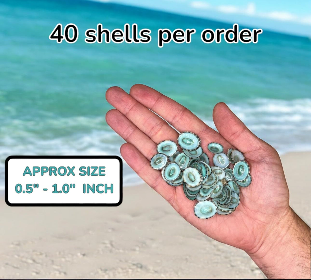 Tumbler Home shells brighten aquarium décor with vibrant color.